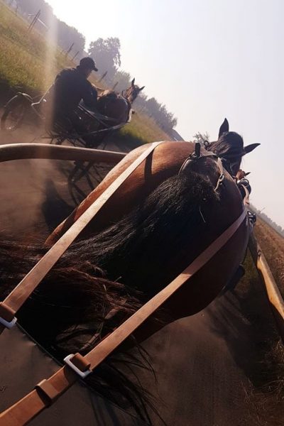élevage de chevaux Pas-de-Calais